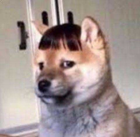 dog